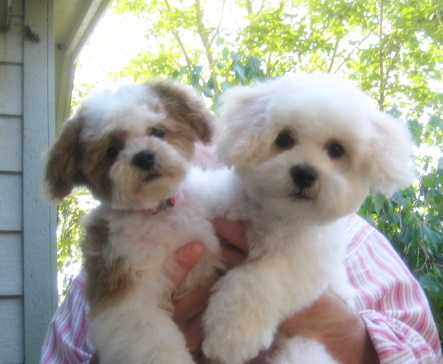 grooming a shichon