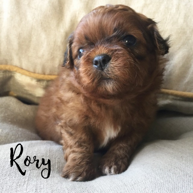 brown shichon puppies